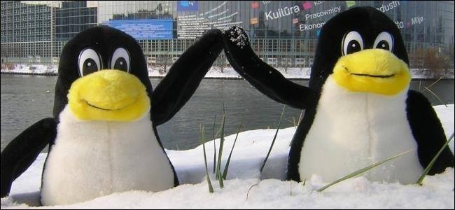 Pingouins empaillés dans la neige.